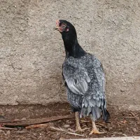 عتیقه طوسی/افغان/نسل معتبر