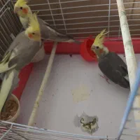 یک جفت عروس هلندی زیبا|پرنده|بابل, |دیوار