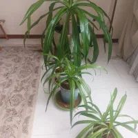 فروش گل اشکه ملکه|گل و گیاه طبیعی|اصفهان, بهارستان|دیوار