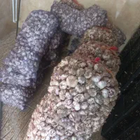سیر ۲۷ تور