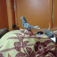 کوهی نر|پرنده|کارون, |دیوار