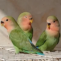 طوطی برزیلی