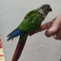 طوطی گرینچیک|پرنده|تهران, تختی|دیوار