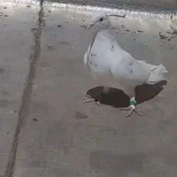 کفتر تهرانی پرشی