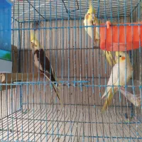 عروس هلندی دوکت و مولد و معاوضه|پرنده|رشت, حومه رشت|دیوار