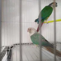 گرینچیک معاوضه ردچیک. خورشیدی شاهطوطی ملنگو|پرنده|مشهد, شهید قربانی|دیوار