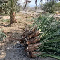 ۳۰۰|خدمات باغبانی و درختکاری|رودان, |دیوار