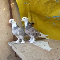 کفتر هما سرور