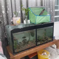 اکواریوم