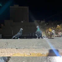 کلاغ کاکلی|پرنده|سبزوار, امیر کبیر|دیوار