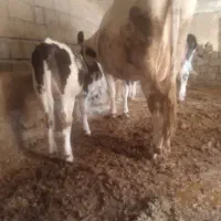 گاو وگوساله