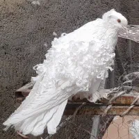 کبوتر تزیینی سوپر جکسون|پرنده|تهران, شهرک غرب|دیوار