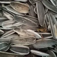 تخمه فندقی 80کیلو است وتخمه دانه بلند ژاپنی|خوردنی و آشامیدنی|تربت جام, شهید مدرس|دیوار