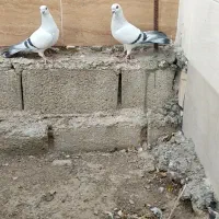 فروش شامی .شهری