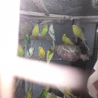 مرغ عشق یکجایی بالغ|پرنده|آق قلا, |دیوار