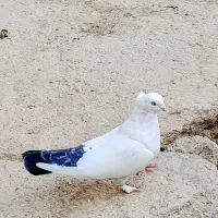 تک دم نر