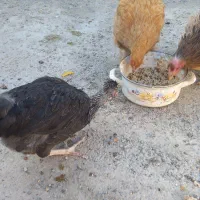 مرغ تخم گذار|حیوانات مزرعه|خمینی‌شهر, |دیوار