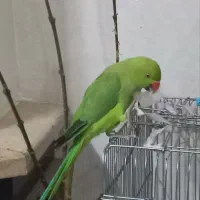 طوطی عروس هلندی وملنگورام|پرنده|کرج, شهرک فهمیده|دیوار