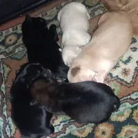 واگذاری توله اشپیتز|سگ|تهران, پارک شهر|دیوار