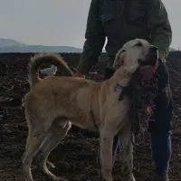 توله پژدر عراقی