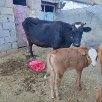 گاو و گوساله|حیوانات مزرعه|کارزان, |دیوار