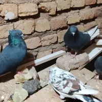 تعدادی کفتر پرشی و جوجه کشی|پرنده|گرمسار, |دیوار