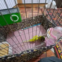 یک جفت مرغ عشق فروش و معاوضه|پرنده|اردبیل, |دیوار