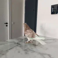 کبوتر پرشی|پرنده|فردیس, شهرک ناز|دیوار