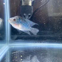 فروش فوری فلاور|ماهی|کرج, باغستان|دیوار