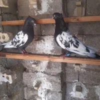 یک جفت سینه سیاه چشنک سفید