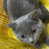 گربه اسکاتیش بلو نر|گربه|قزوین, |دیوار