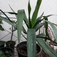 گلهای طبیعی مناسب منزل شما|گل و گیاه طبیعی|رشت, ترمینال|دیوار