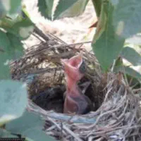 جوجه خرید فروش