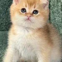 گربه بریتیش اسکاتیش