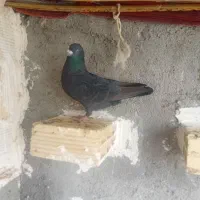 کبوتر کشتنی