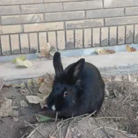 خرگوش مشکی