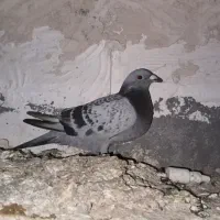 جانسن|پرنده|اردبیل, |دیوار