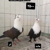 کبوتر کربلایی کاکلی ،کله سفید،مخمل|پرنده|تهران, افسریه|دیوار