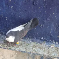 ماده چپ دم|پرنده|اهواز, امانیه|دیوار