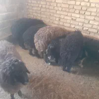 ۶تا بره ۴تا نر دوتا ماده|حیوانات مزرعه|ششده و قره بلاغ, |دیوار