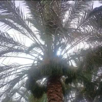 اجاره 2 عدد درخت خرما مضافتی