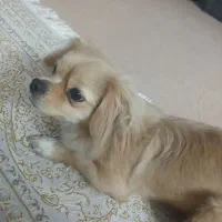 سگ‌ پامر عروسکی