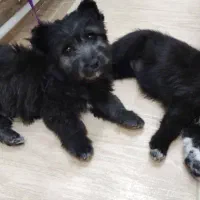 سگ پاکوتاه|سگ|ارومیه, |دیوار