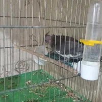 برزیلی  فنچ|پرنده|محمدیه-قزوین, |دیوار