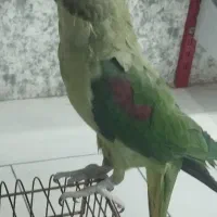 جوجه شاه طوطی نر|پرنده|تهران, شهرک طالقانی|دیوار