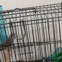 پرنده|حیوانات|کرج, احدآباد|دیوار