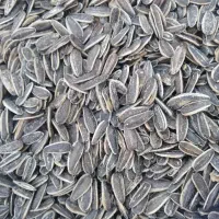 تخمه کانادایی لیمویی درجه یک فقط 320تومان