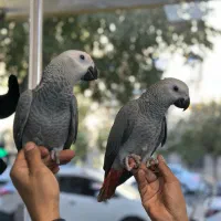 بورس جوجه کاسکو تهران|پرنده|تهران, هفت حوض|دیوار