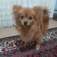 سگ پامر
