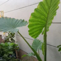 انواع گل گیاه با تخفیفات آخر تابستانی